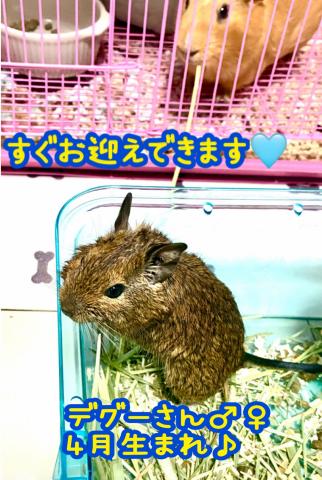 デグー