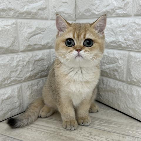 ブリティッシュショートヘア