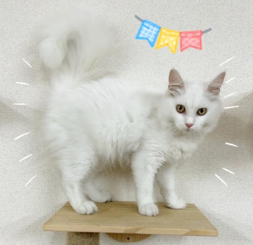 サイベリアン