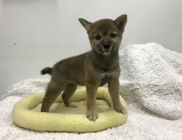 豆柴犬