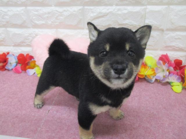 柴犬豆柴