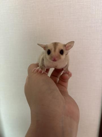 クリミノ