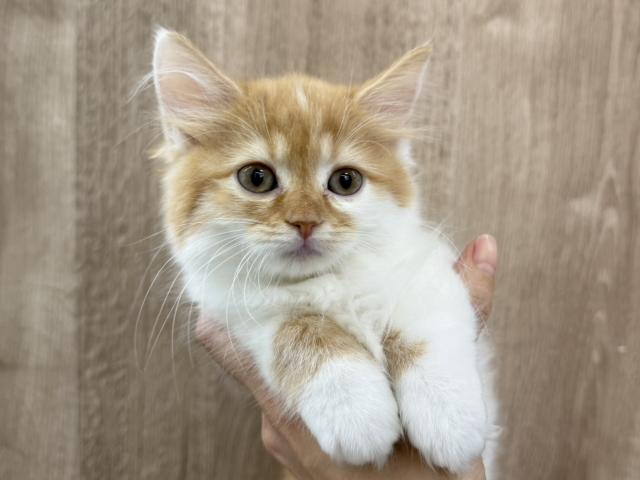 スコティッシュフォールド