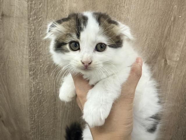 スコティッシュフォールド