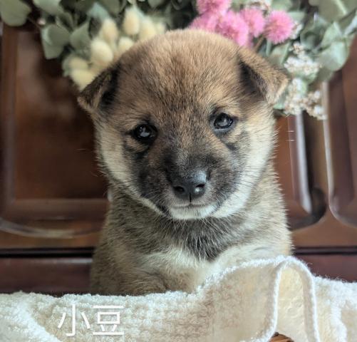 柴犬豆柴