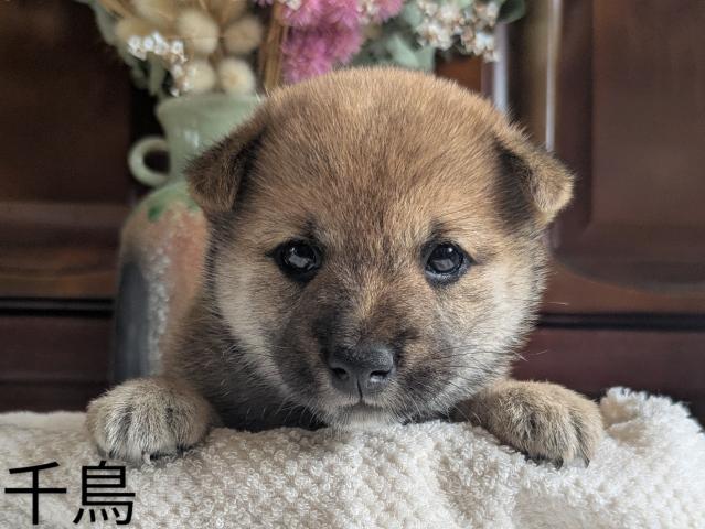 柴犬豆柴