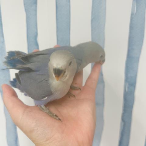 コザクラインコ　色々