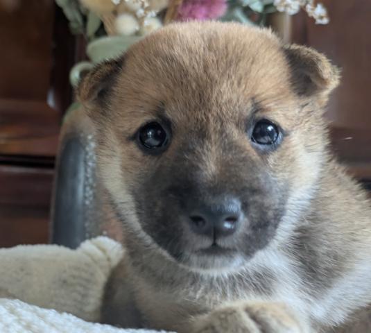 柴犬豆柴