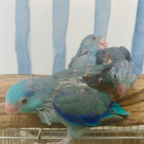 マメルリハ インコ 