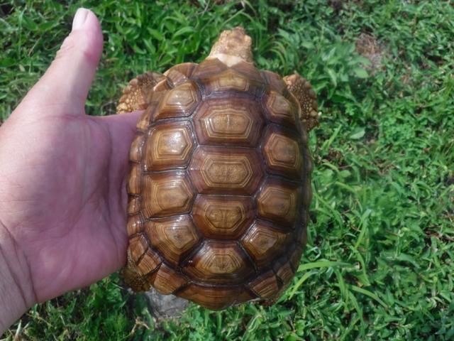 ケヅメリクガメ　km-11