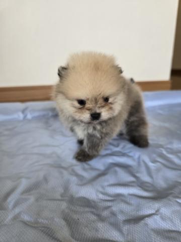 ポメラニアン