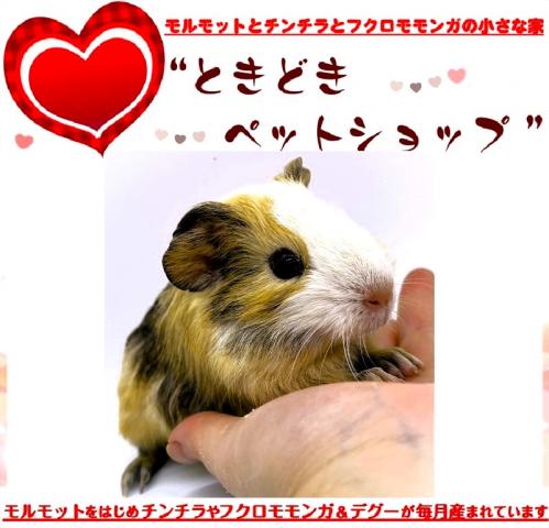 🐹イングリッシュモルモット