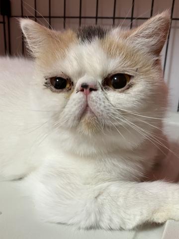 エキゾチックショートヘアー