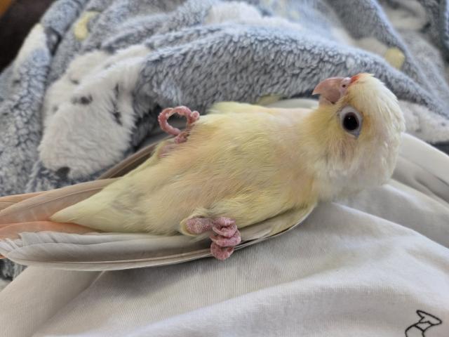 ウロコインコ