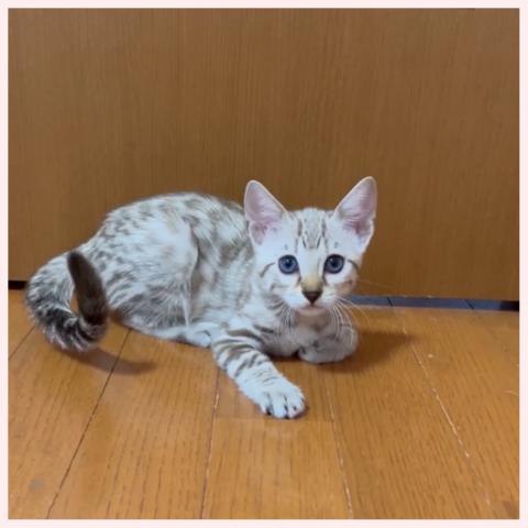 ベンガル