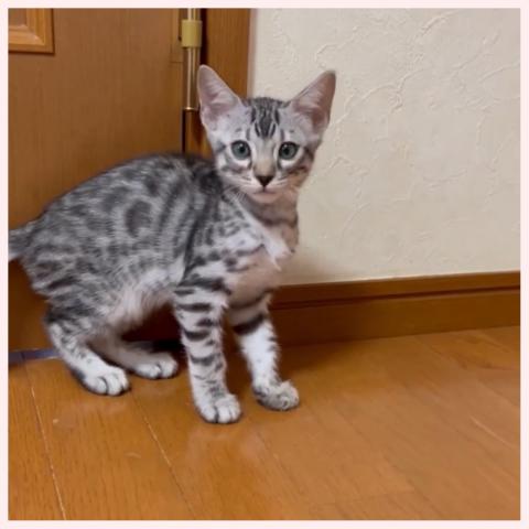 ベンガル