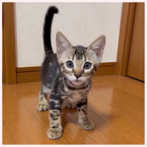 ベンガル