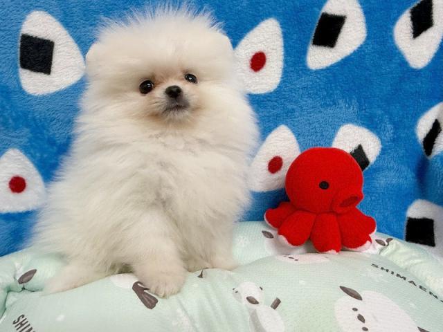 ポメラニアン