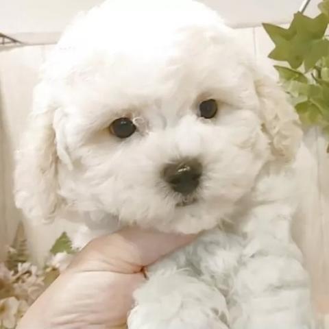 ビションフリーゼ
