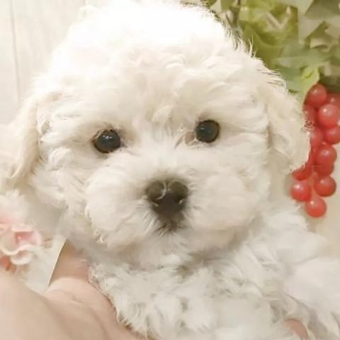 ビションフリーゼ