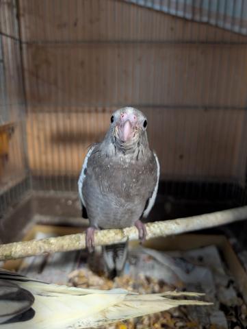 オカメインコ WFノーマル
