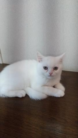 スコティッシュフォールド