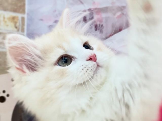 サイベリアン🎀【良縁応援キャンペーン 開催中】🎀ゆきわかまるくん