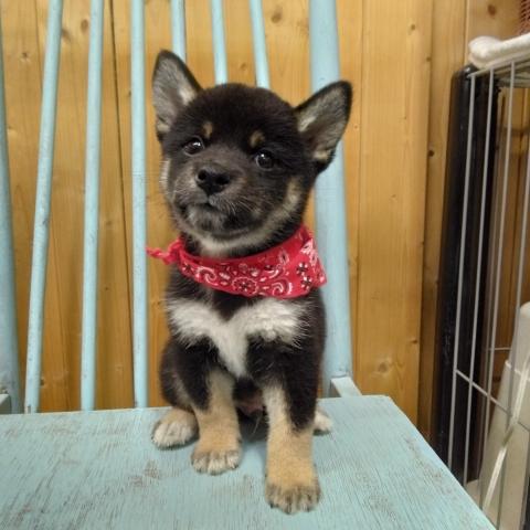 柴犬