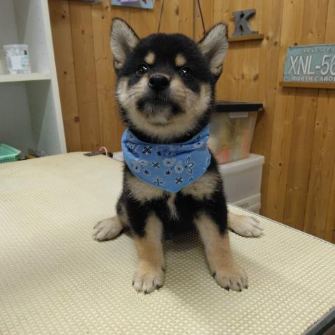 柴犬