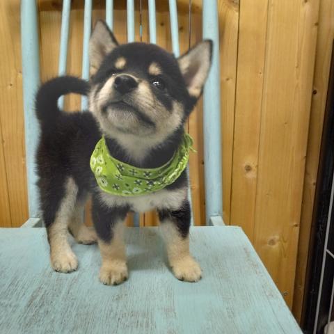 柴犬