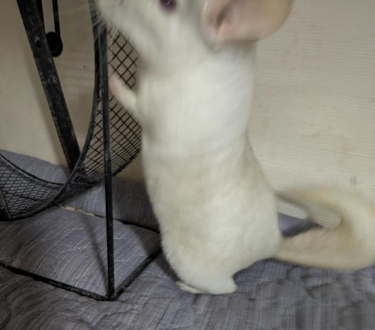 チンチラシナモンモザイク