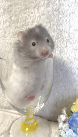 ゴールデン　カラーハムスター