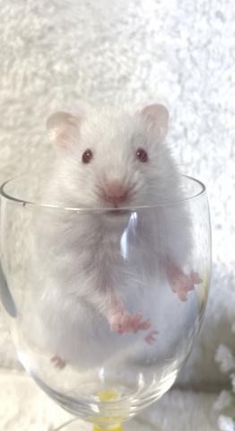 ゴールデン　カラーハムスター