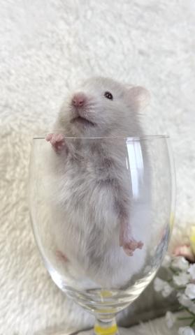 ゴールデン　カラーハムスター