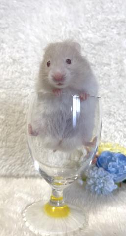ゴールデン　カラーハムスター