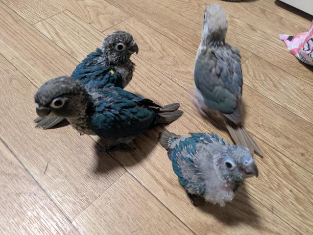 ウロコインコ バイオレットインブルー