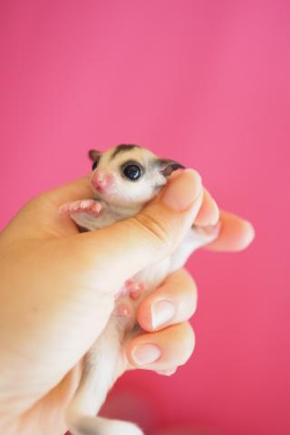 モザイクhetリューシ リングテール