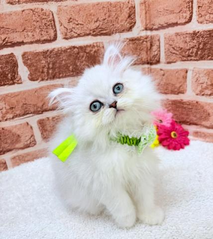 ペルシャ・ヒマラヤン