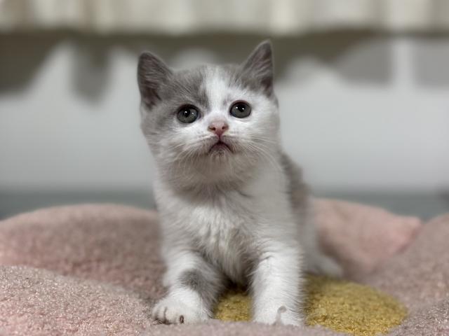 ブリティッシュショートヘア