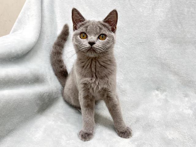 ブリティッシュショートヘア