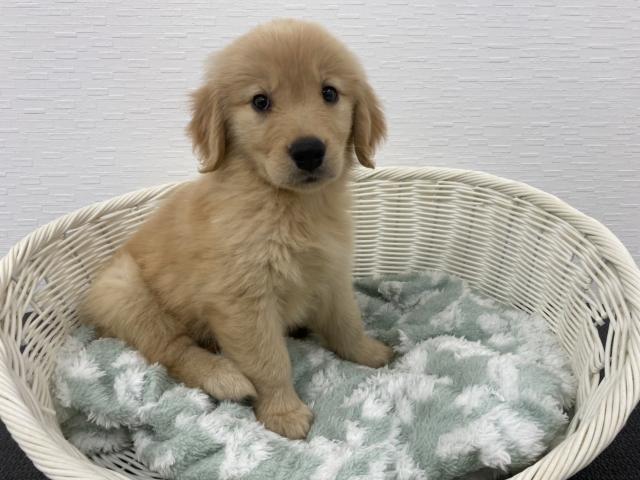 ゴールデンレトリーバー