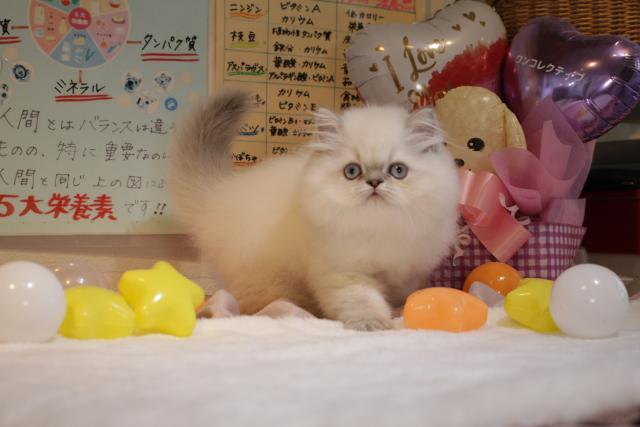 ヒマラヤン