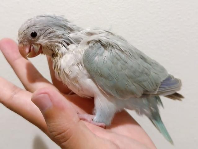 オキナインコ