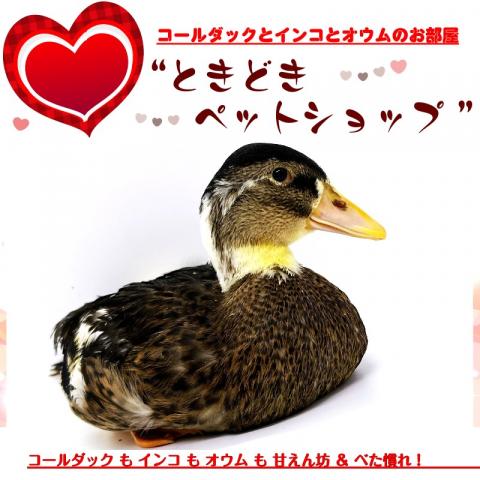 コールダック（鴨カラー、カモ柄）