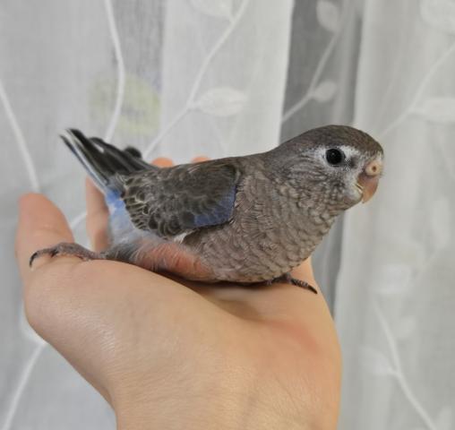 アキクサインコ ピンクファロー