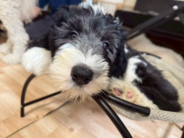 MIXシーパードゥードル（オールドイングリッシュシープドッグとスタンダードプードルのミックス犬）