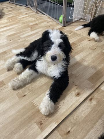 シーパードゥードル（オールドイングリッシュシープドッグとスタンダードプードルのミックス犬）