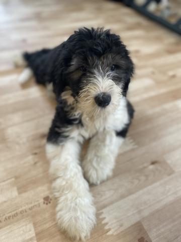 MIXシーパードゥードル（オールドイングリッシュシープドッグとスタンダードプードルのミックス犬）