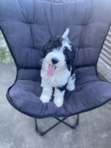 MIXシーパードゥードル（オールドイングリッシュシープドッグとスタンダードプードルのミックス犬）