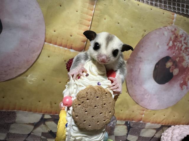 プラチナヘテロリューシ♂